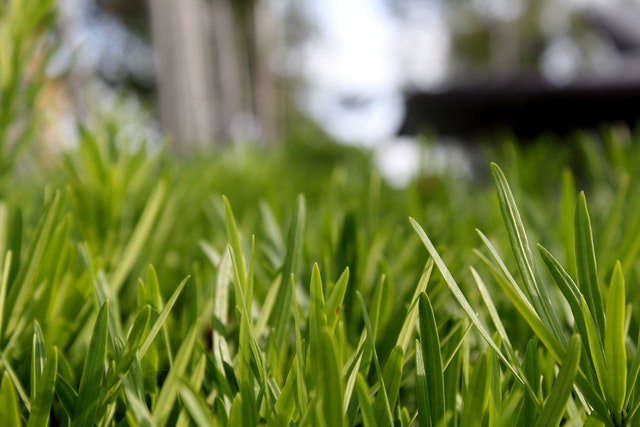 Is Your Yard A Swamp?